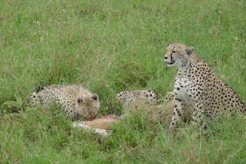 cheetah