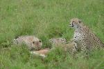 cheetah