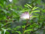Crane flower