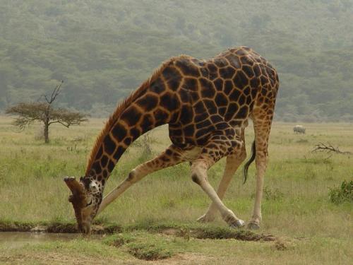 Long drink of water...