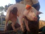 Our supported piggery in Zambia.  Want a pig in your mother-in-law's name in Zambia?  $50, with gift card for her.