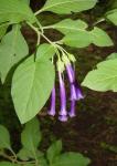 purple bells