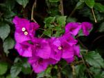 Exquisite bougainvillea