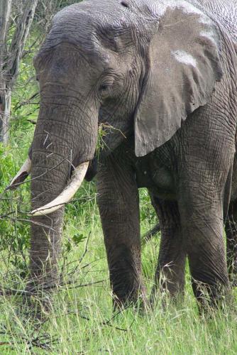 elephant elephant
