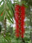 bottlebrush flower