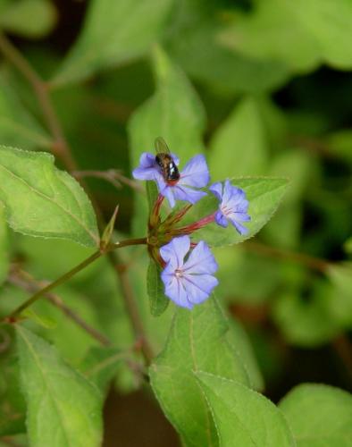 flower & bee