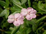 frangipani?