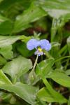 wildflower