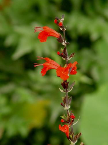 Wildlife flower, red