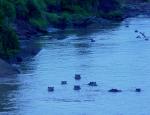 Hippos in the Mara River