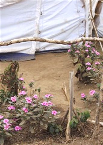 IDP camp flowers