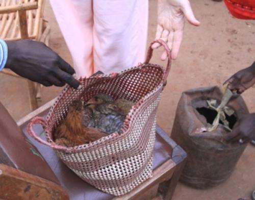 Kaluoki village chicken program