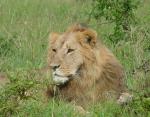 lion lion