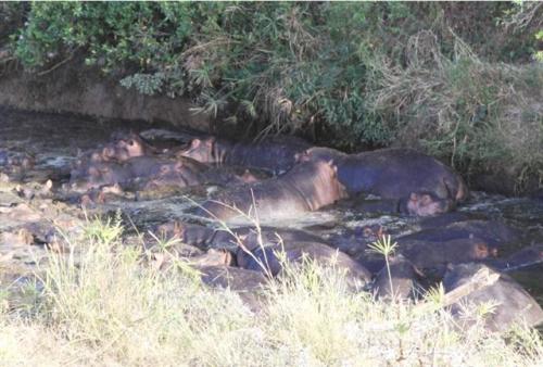 Maasai Mara hippos