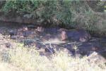 Maasai Mara hippos