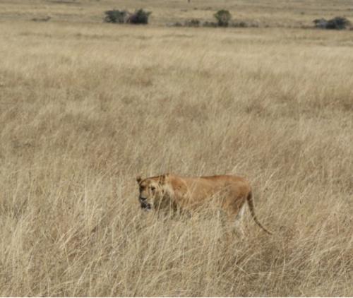 Maasai Mara lion