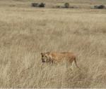 Maasai Mara lion