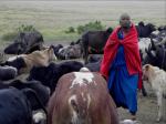 Masai herding cattle Masai herding cattle