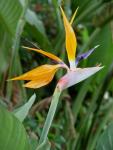 Bird of Paradise Bird of Paradise