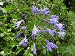 Wildlife purple