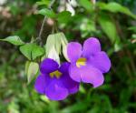 Wildlife purple Wildlife purple
