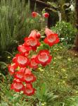 redbells redbells