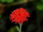  redflower