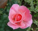 Nyumbani rose