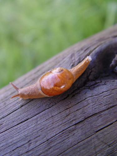 snail