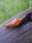 snail