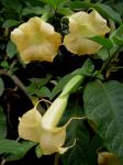 trumpet flower