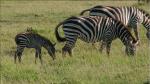 zebras zebras